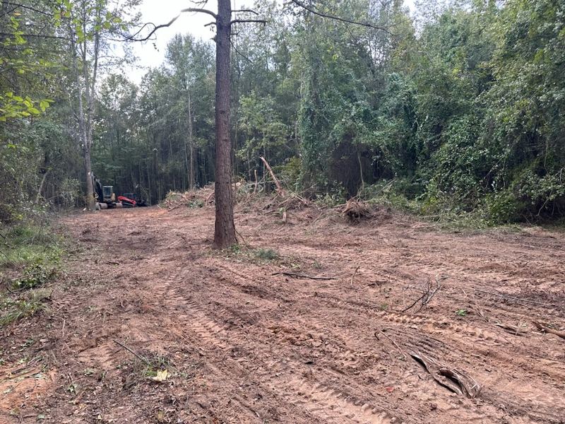 Clearing under the trees